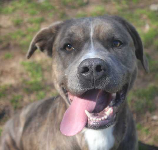 Photo of Buddy