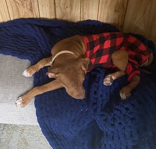 Photo of Penny