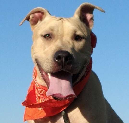 Photo of Abby-sweet companion
