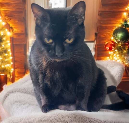 Photo of Polly