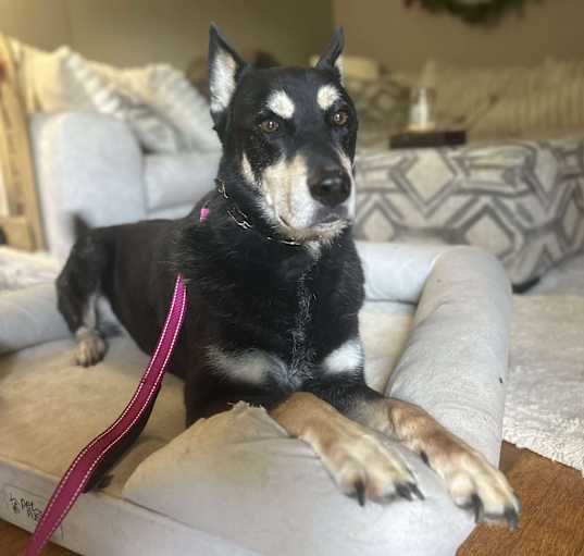 Photo of Chopper