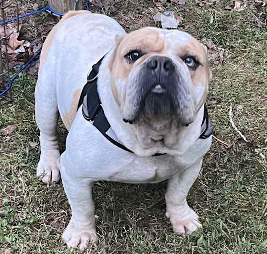 Photo of FLAKITO