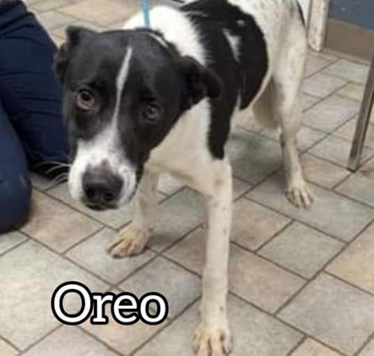 Photo of Oreo