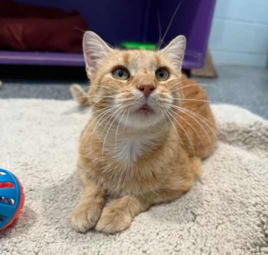 Photo of Ginger
