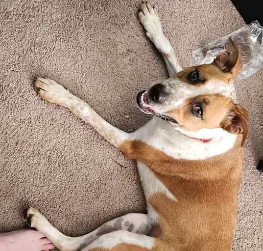 Photo of Luna