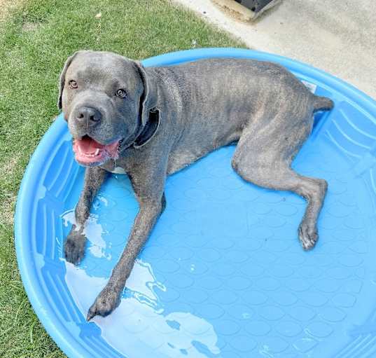 Photo of Koda