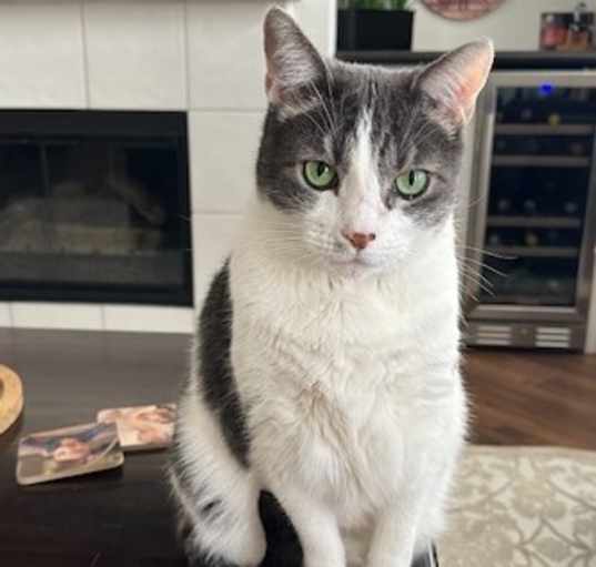 Photo of Archie