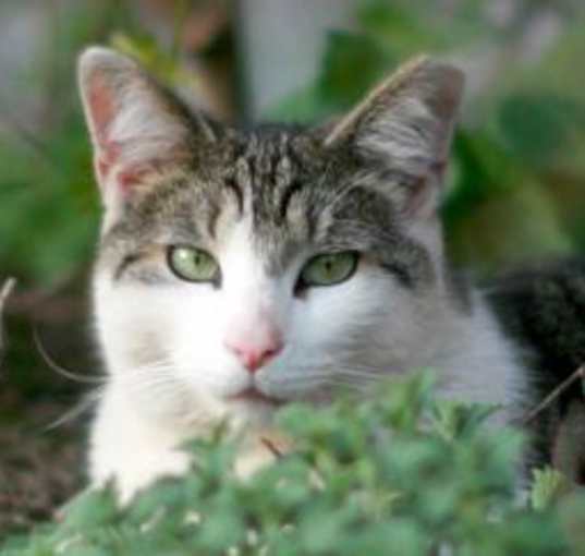 Photo of Barn Cats