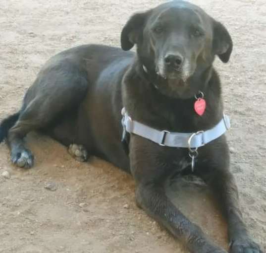 Photo of Coco