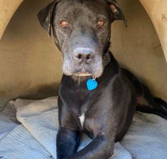 Photo of Sully