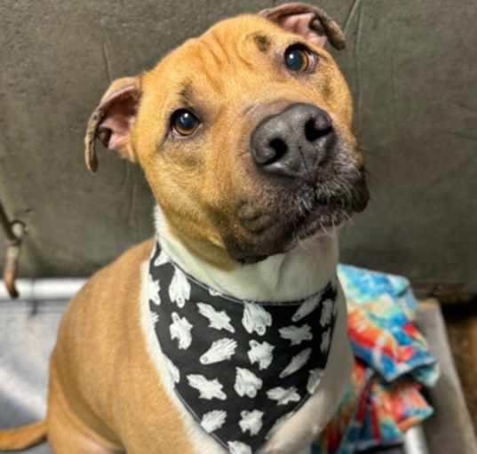 Photo of Buddy