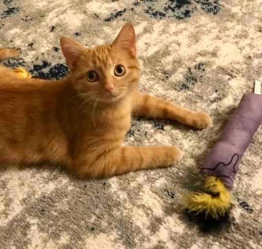 Photo of Marmalade