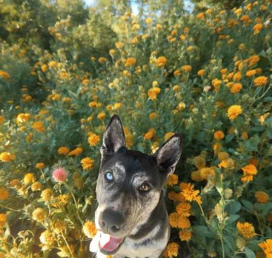 Photo of Pepper