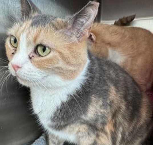 Photo of Sundae