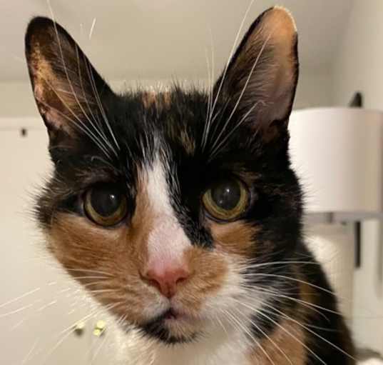 Photo of Miffy - Available in Foster