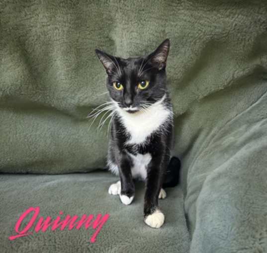Photo of Quinny