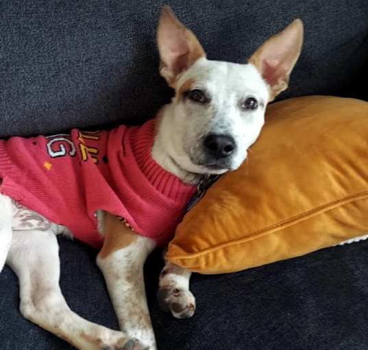 Photo of Ares