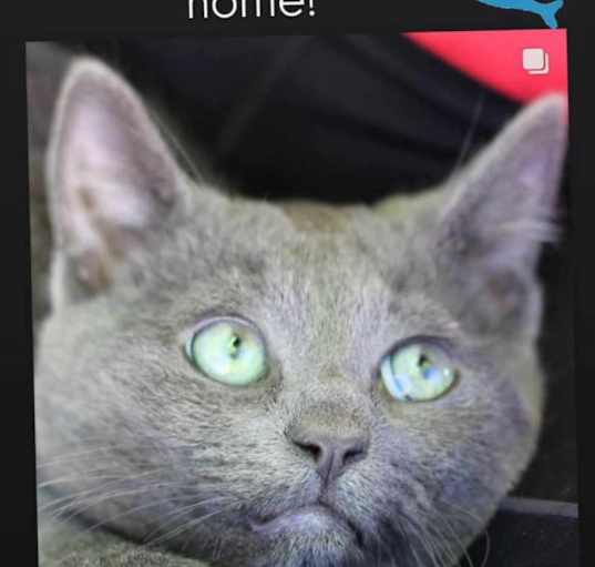 Photo of Minnow