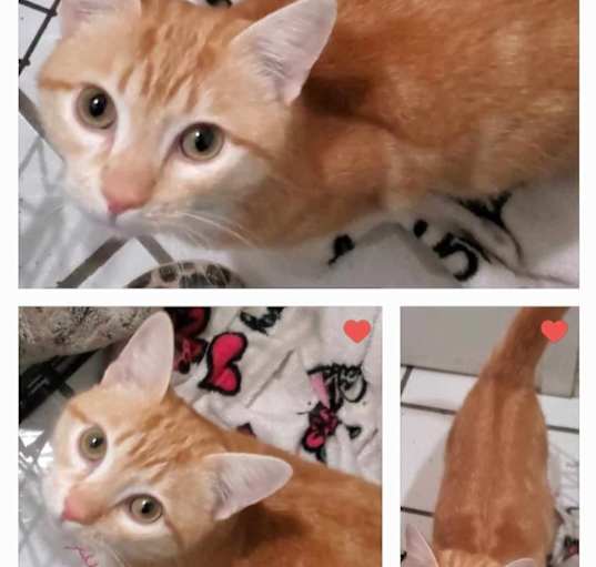 Photo of A therapy Cat "Oro"