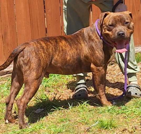 Photo of 250432  Odin