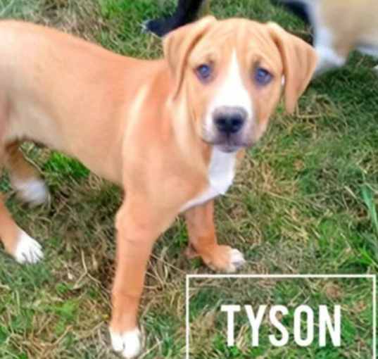 Photo of Tyson