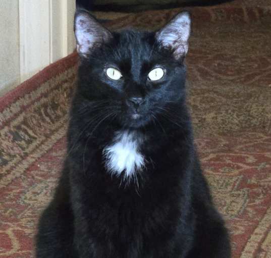 Photo of Dennis