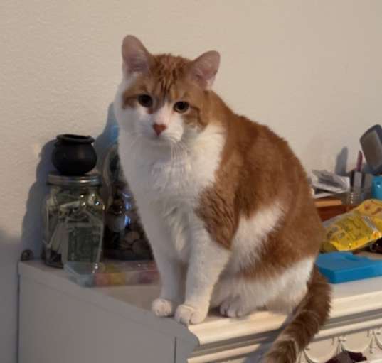 Photo of Gizmo