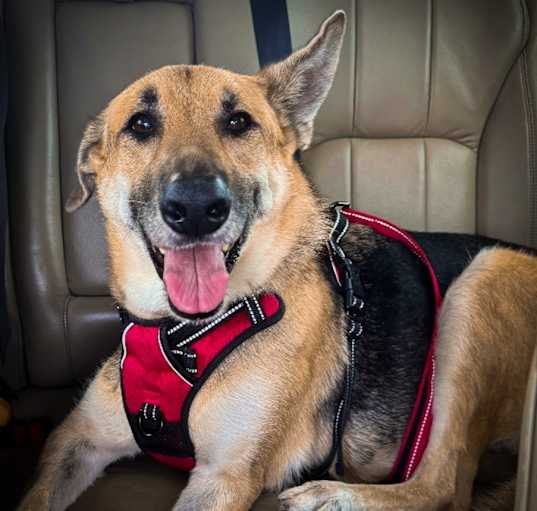 Photo of Athena $300