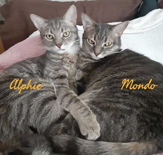 Photo of Armondo