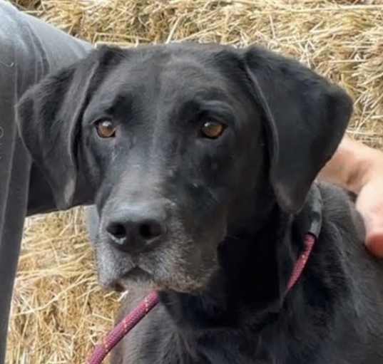 Photo of Diesel