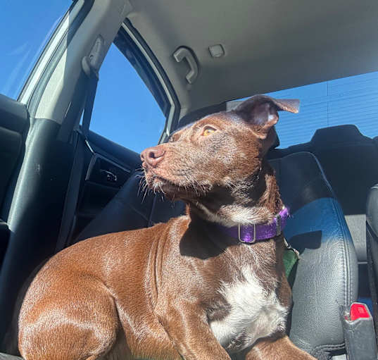 Photo of Dash