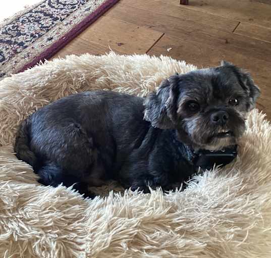 Kensington kennel club dog bed best sale