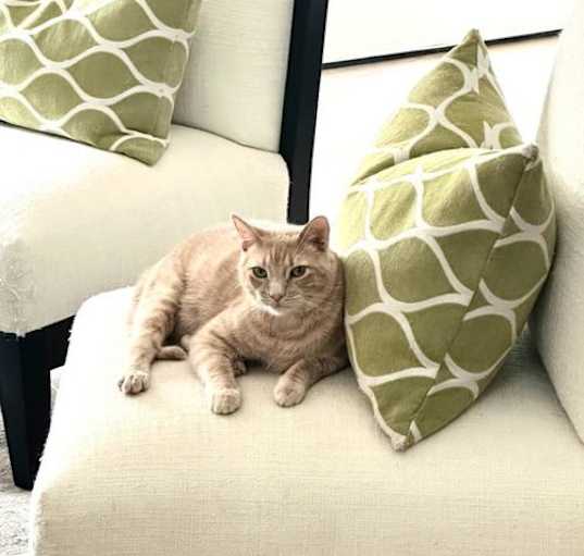 Photo of Cooper