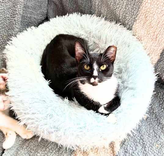 Photo of Onyx