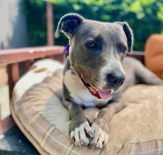Photo of Sadie