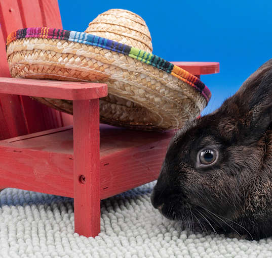 Photo of Nellie