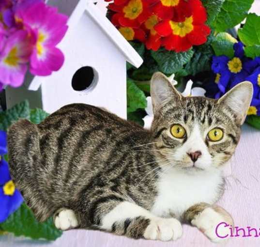Photo of Cinnabon *older kitten*