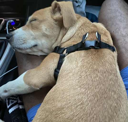 Photo of Bentley