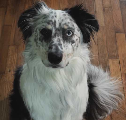 Photo of Hudson Fox