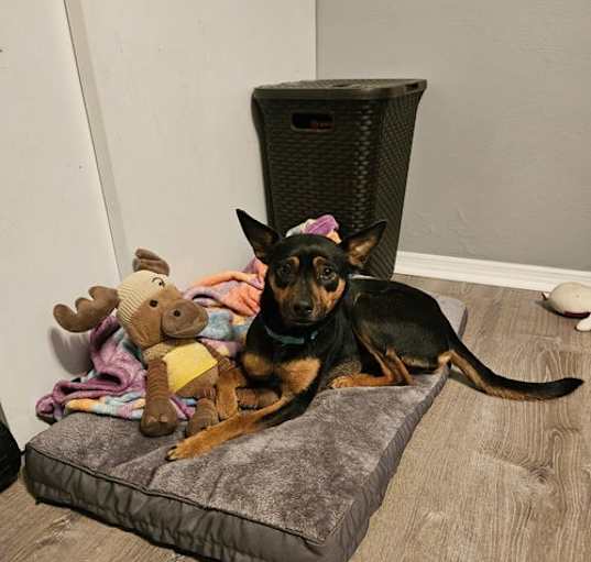 Photo of Penny
