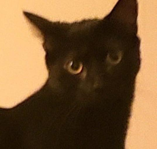 Photo of Dotty - Adopt Me!