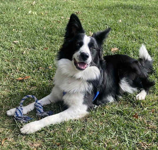 Photo of Bandit