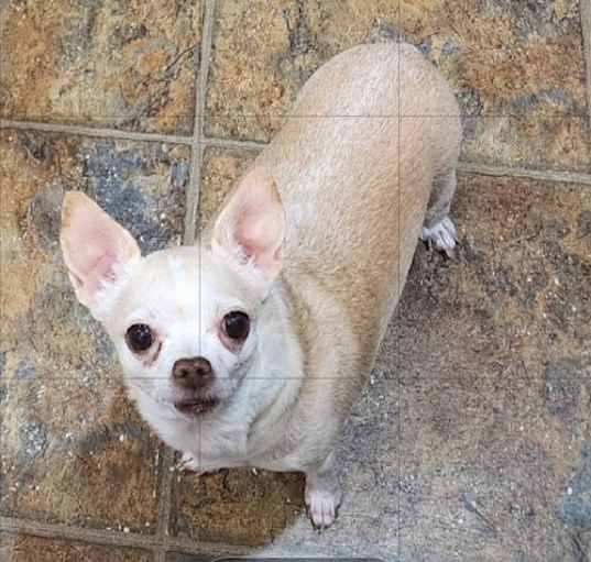 Photo of D116 Litter Lucy