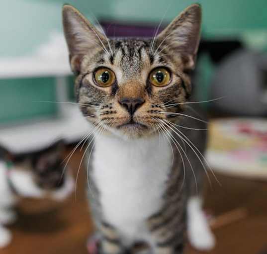 Photo of Purlina