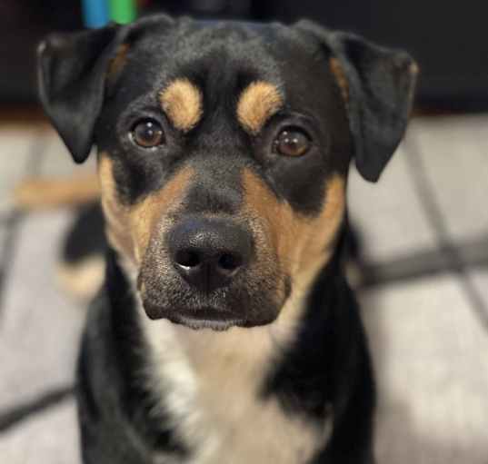 Photo of Milo