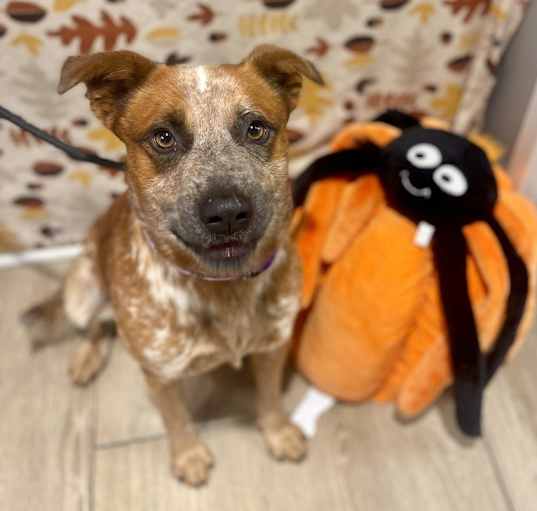 Photo of Gadget