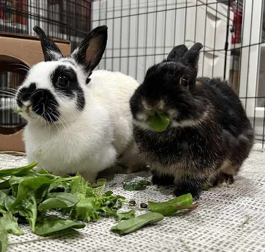 Photo of Mama Cow and Papa Coco