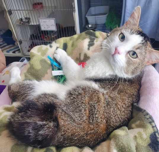 Photo of Marbles