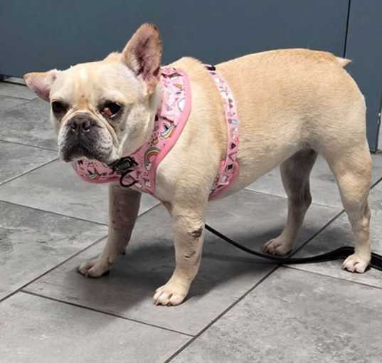 Photo of Roxie Rose