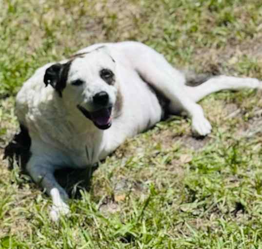 Photo of Sugar